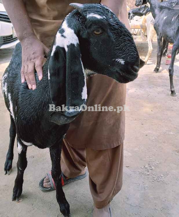 Goat Desi for sale