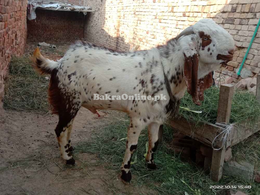 Bakra Beautiful red and white colour