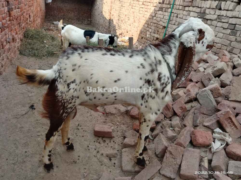 Bakra Beautiful red and white colour