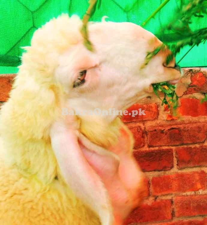 Kajla Chatra Sheep for Sale Goat for sale