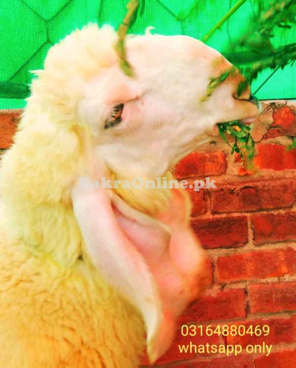 Kajla Chatra Sheep for Sale Goat for sale