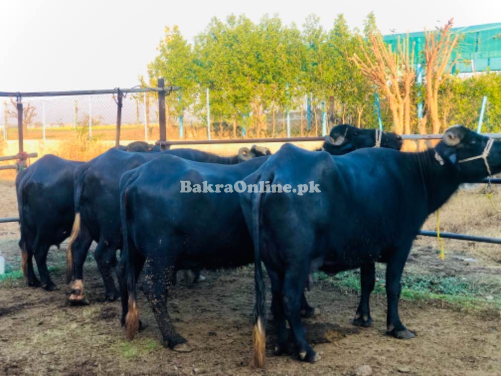 Buffaloes  for sale in chakwal