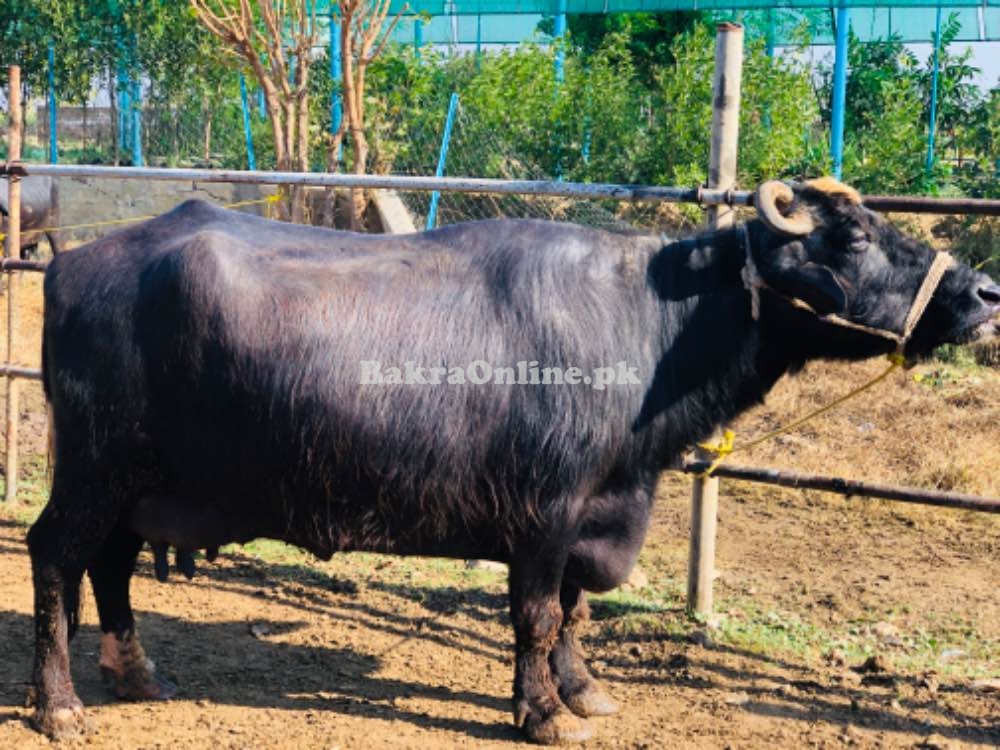 Buffaloes  for sale in chakwal
