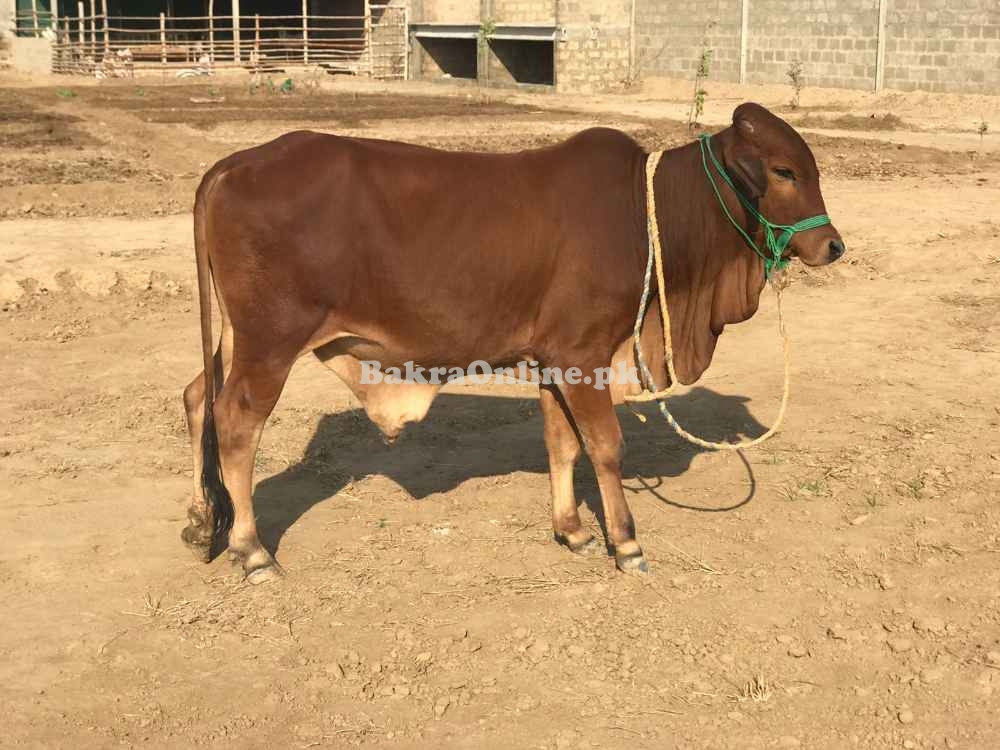 Cows and goats for sale and paalae services also available  7'S Cattle