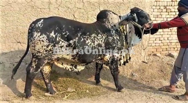 Bull For sale in Tibba Sultan Pur