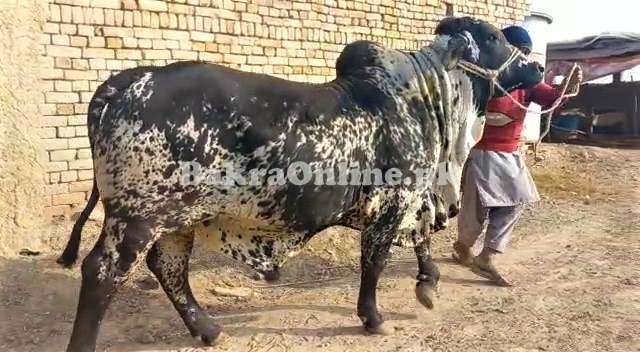 Bull For sale in Tibba Sultan Pur