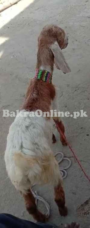 Bakra for Sale RS.16000