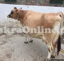 Fine Jersey Cow For Sale