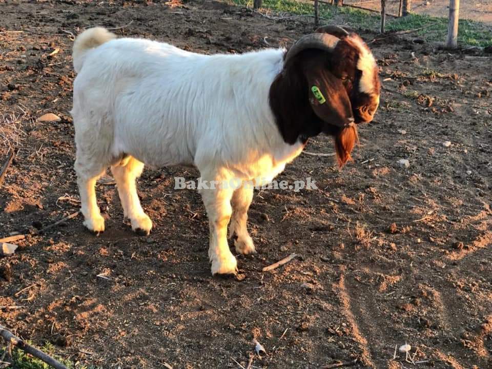 Healthy Boer Goats for Sale