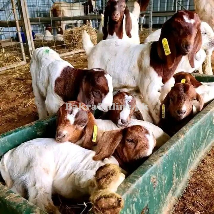 Healthy Boer Goats for Sale