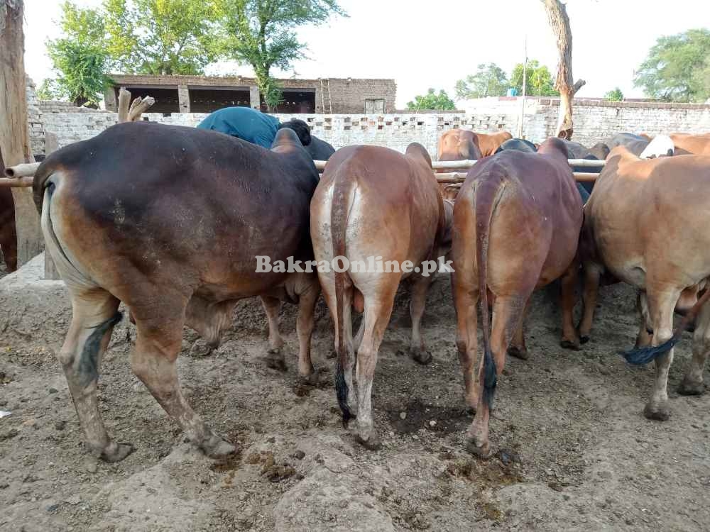 Eid Ul Adha Animals