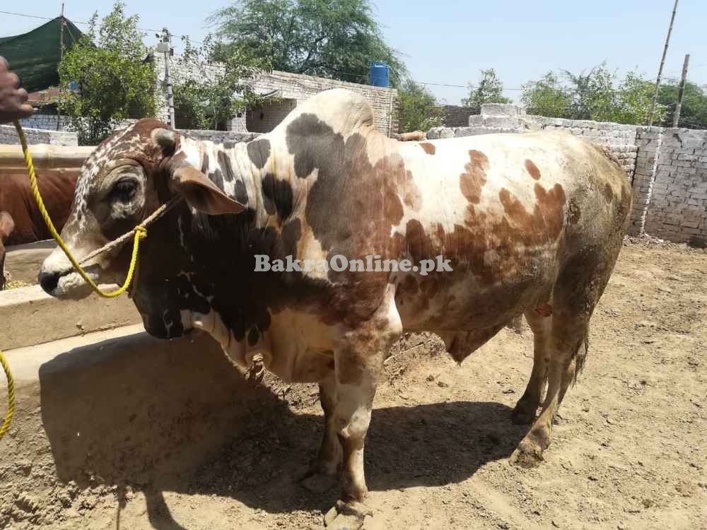 Eid Ul Adha Animals