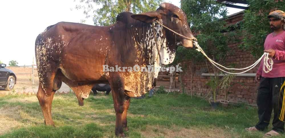 VIP HEAVY WEIGHT BULL FOR SALE FOR QURBANI