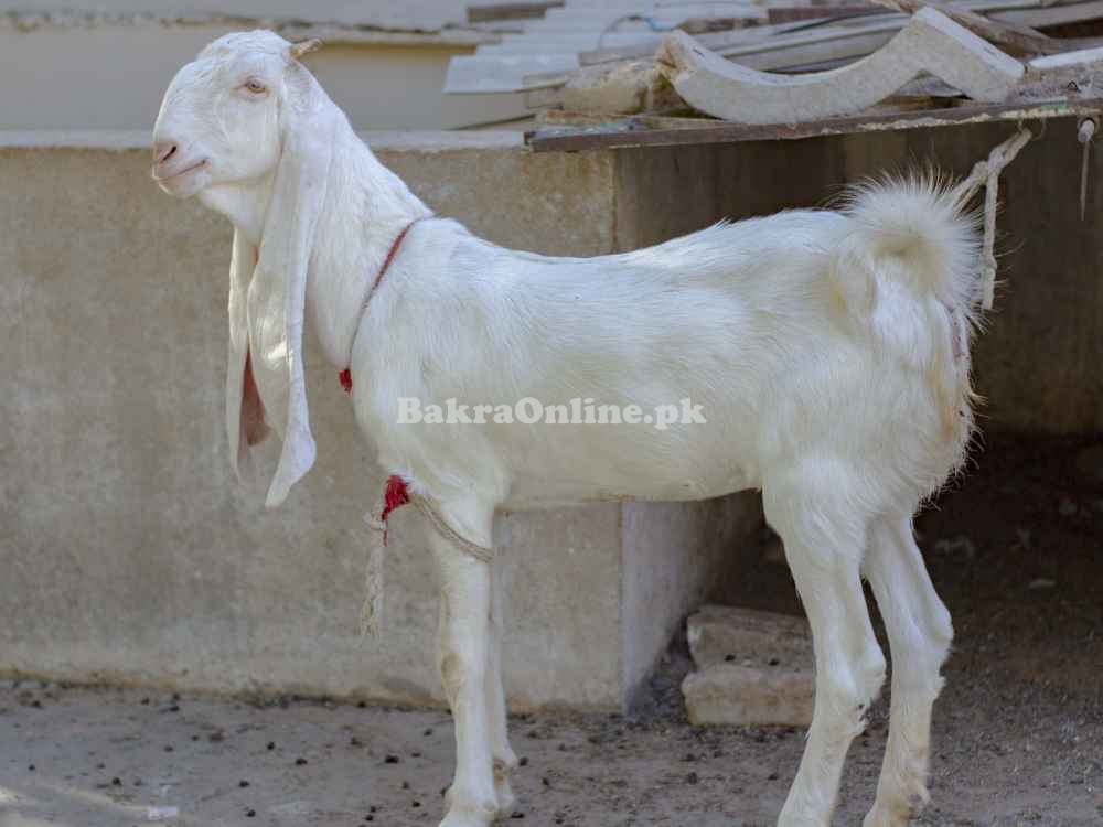 Gulabi Bakri for sell