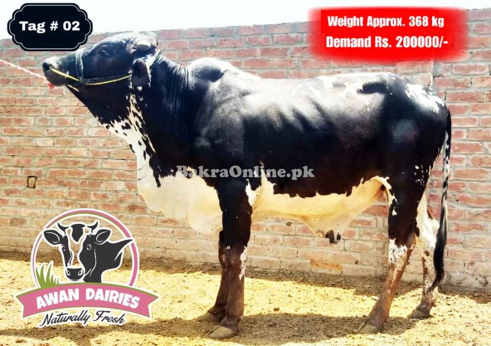 BULLS SALES FOR QURBANI