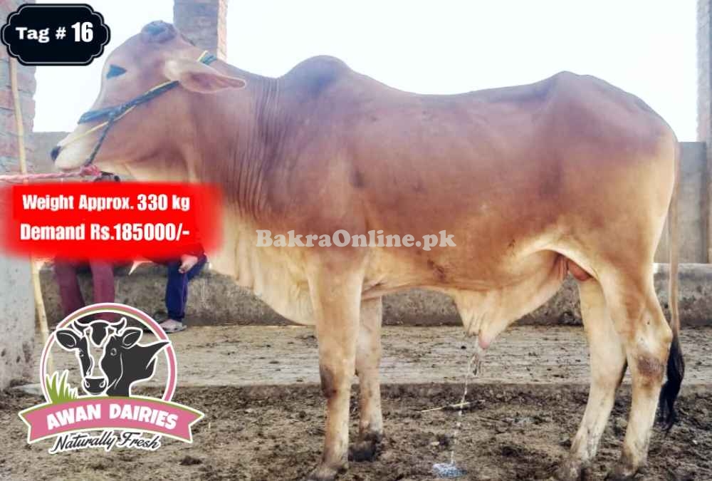 BULLS SALES FOR QURBANI