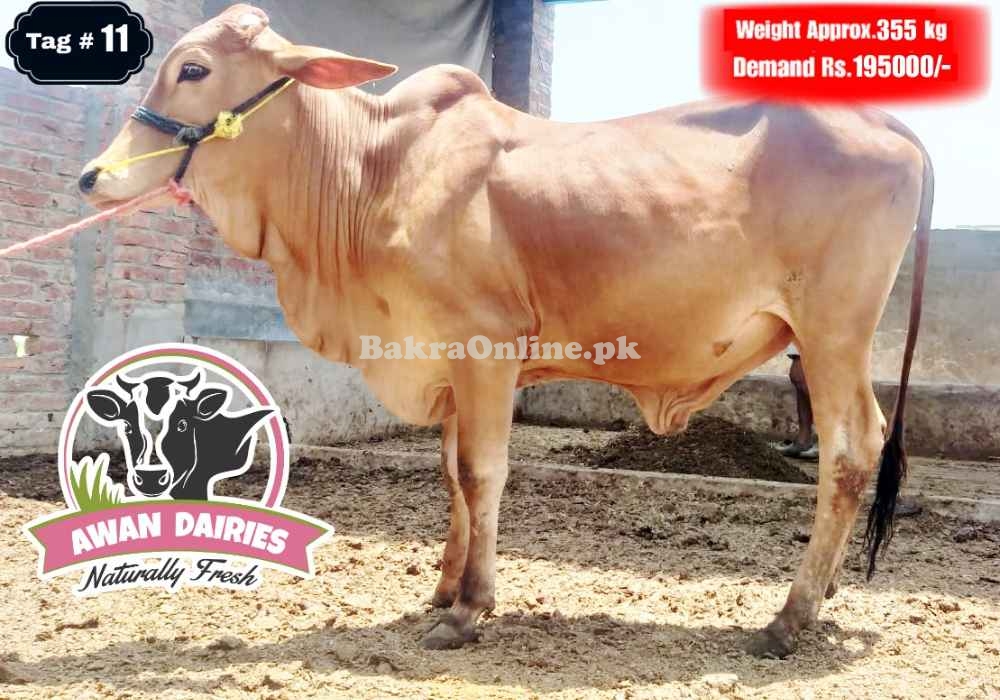 BULLS SALES FOR QURBANI