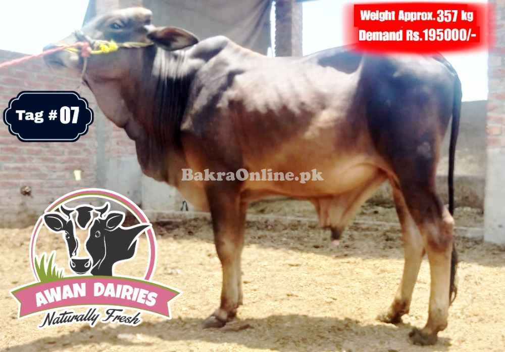 BULLS SALES FOR QURBANI