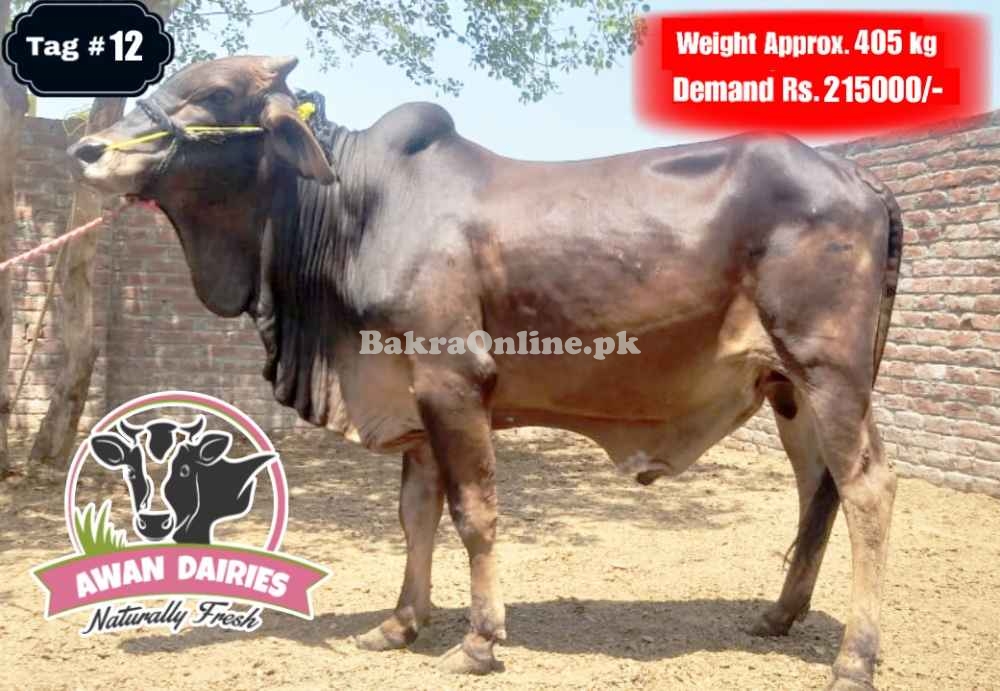 BULLS SALES FOR QURBANI