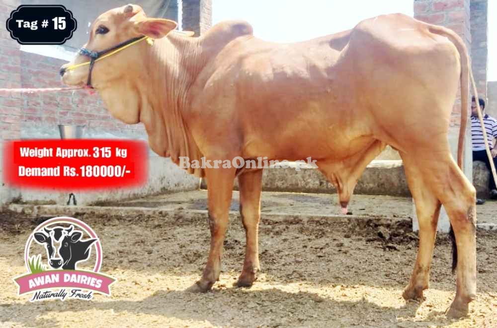 BULLS SALES FOR QURBANI