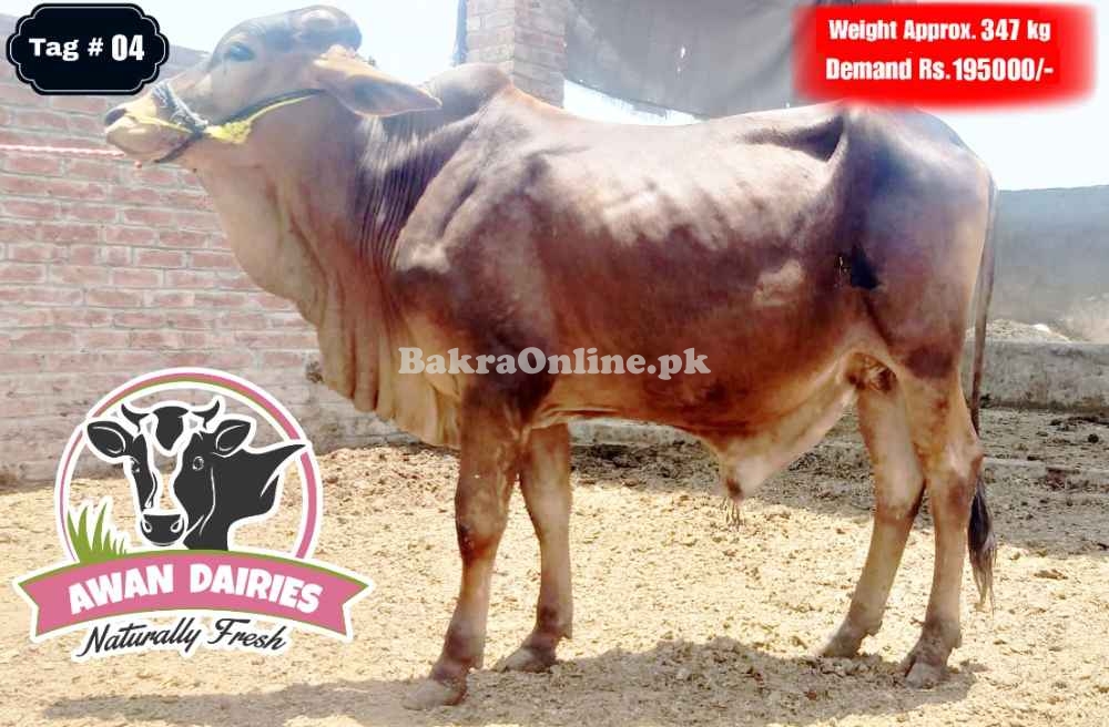 BULLS SALES FOR QURBANI