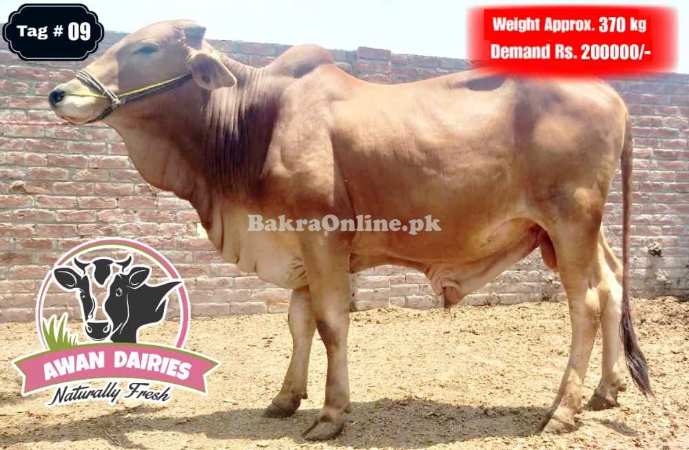 BULLS SALES FOR QURBANI