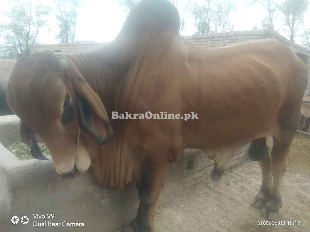 Barahmen bull for sale