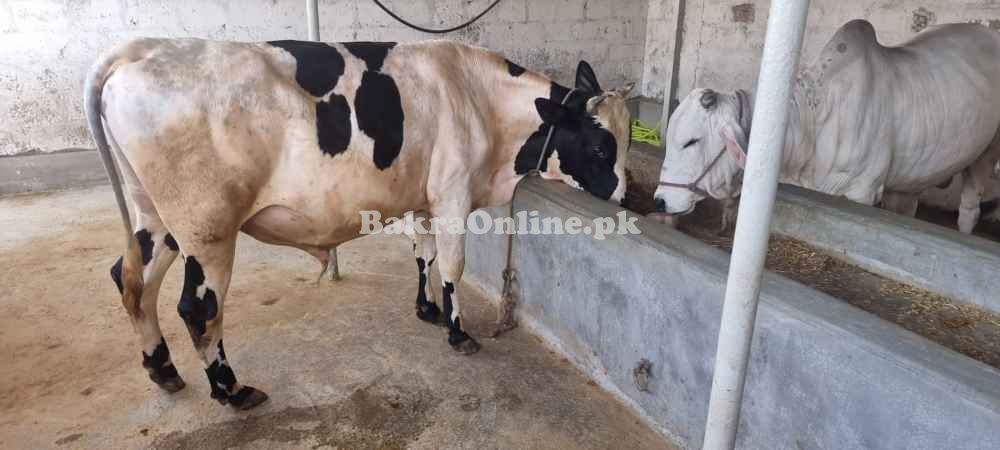 Cow for sale for Eid-ul-Adha