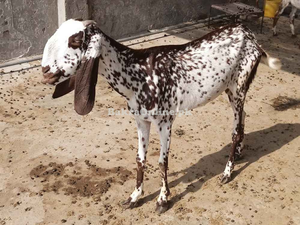 Goat Eid Kurbani Female 60 Kg