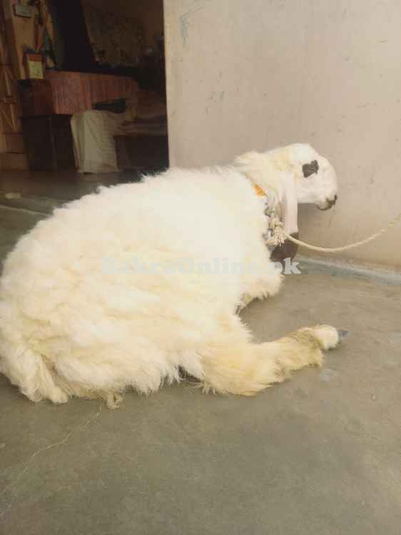 Sheep dumba for Sell