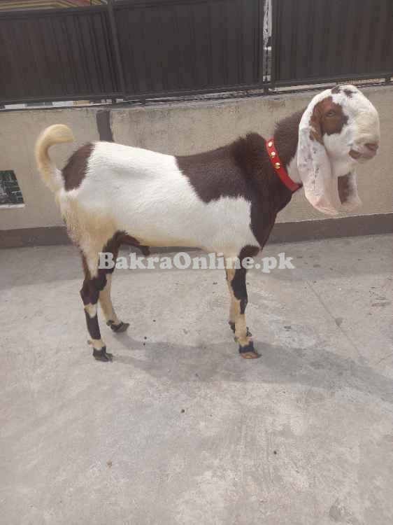 Qurbani k liy rajanpuri heavy  goat for sale