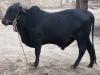 Beautiful Black Bull for Qurbani