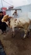 bull in karachi