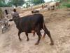 Doonda bull for sale