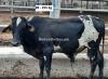 Beautiful Qurbani Bull / Bachra # 8 (Rs 310 / Kg)