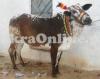 Bull for Sale in Islamabad