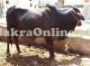 Bull for Sale in Karachi