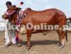 Bull for Sale in Quetta
