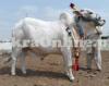 White Bull for Sale in Faisalabad