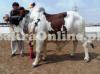Bull for Sale in Sialkot