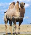 Camel for Sale in Karachi