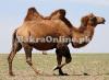VIP Camel Sale for Eid 2020