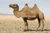 Camel for Sale in Islamabad