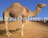 Camel for Sale in Karachi