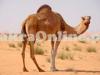 Camel for Sale in Rawalpindi