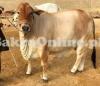 Cow for Sale in Rawalpindi