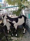 Bakra hassi for sale in h-13 kashmir highway Islamabad