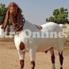 Bakra for Sale in Islamabad