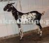 Black and White Bakra for Sale