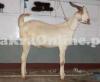 Goat for Qurbani in Lahore